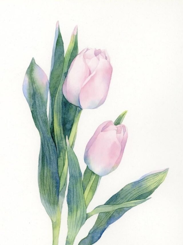 Album 190+ tranh vẽ hoa tulip đẹp thanh lịch và lãng mạn