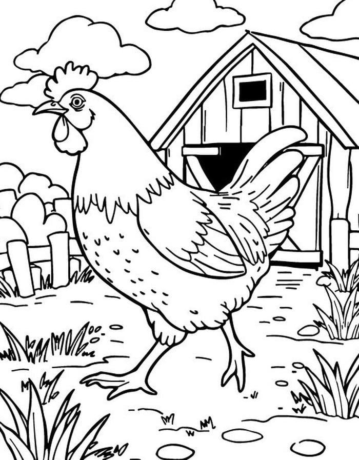 hình ảnh gà trống đường nét rõ tô màu