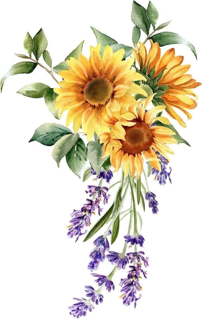 hình ảnh tranh vẽ hoa hướng dương