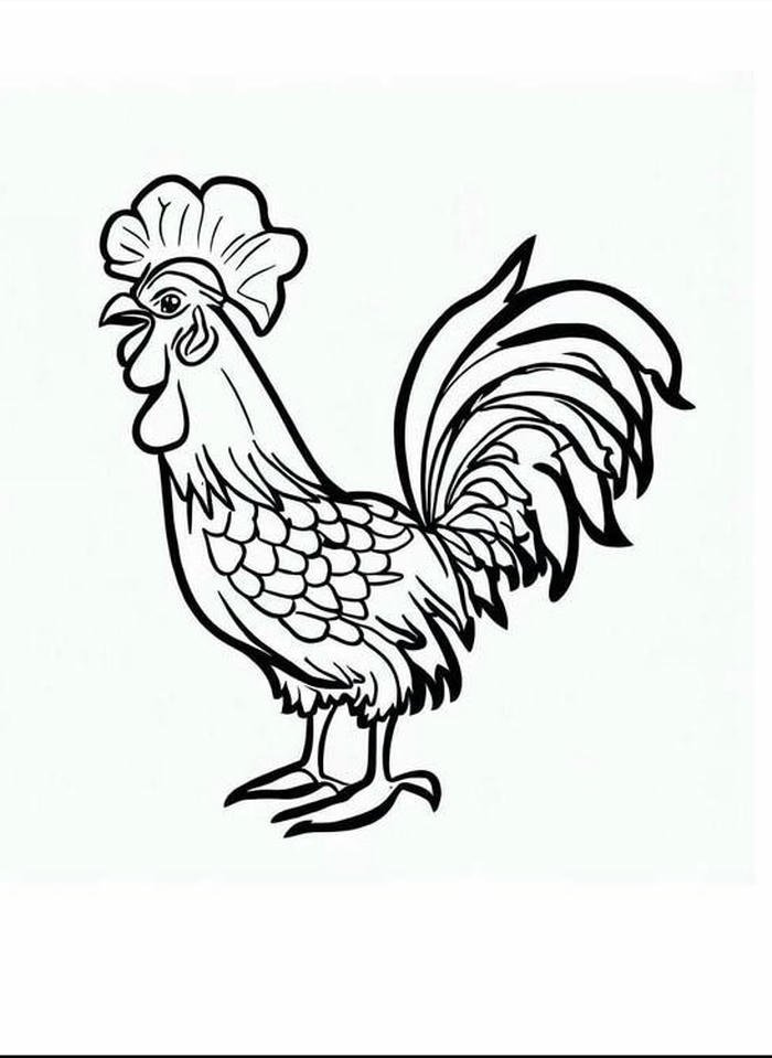 hình con gà trống phác nét tô màu
