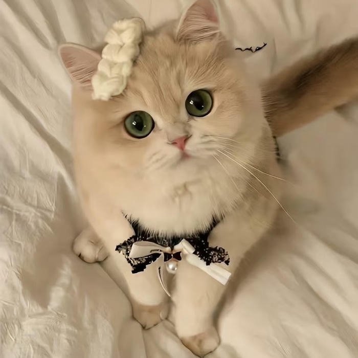 hình nền avatar mèo nhìn đáng yêu