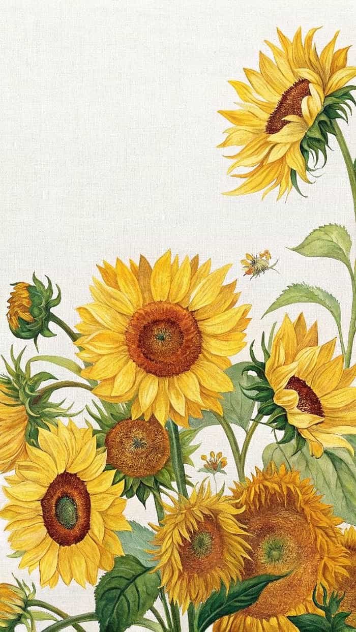 tấm ảnh tranh vẽ hướng dương rực rỡ