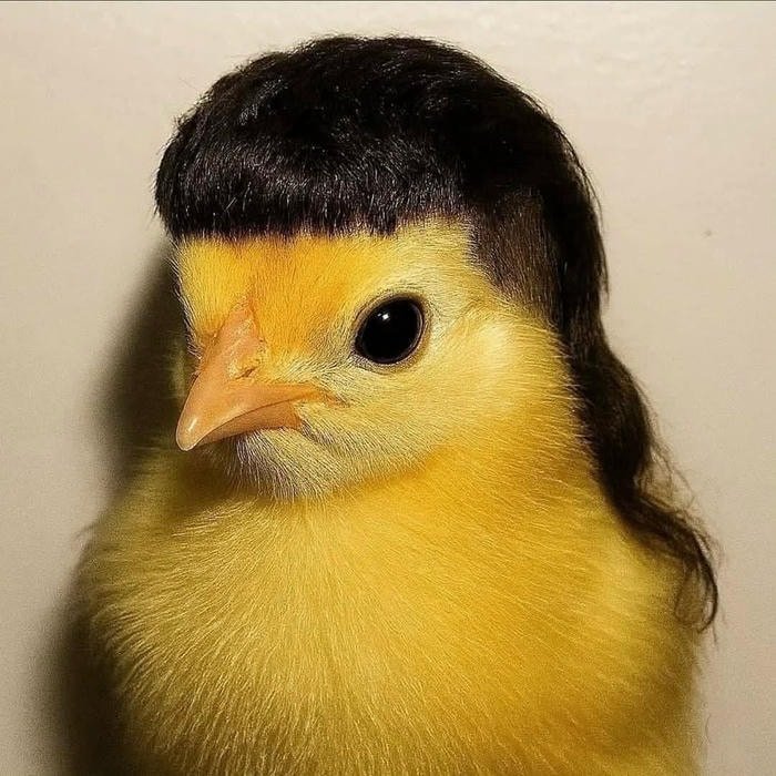 gà ngộ nghĩnh làm ảnh avatar