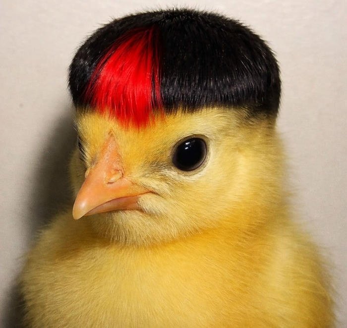 hình ảnh gà dễ thương làm avatar