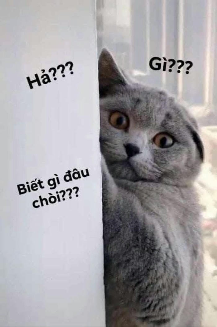 Ảnh meme con mèo ai biết gì đâu biểu cảm hài