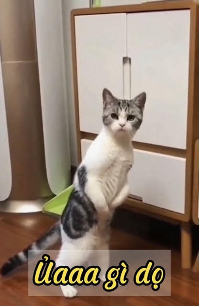 Hình ảnh meme ai biết gì đâu nhìn khó hiểu