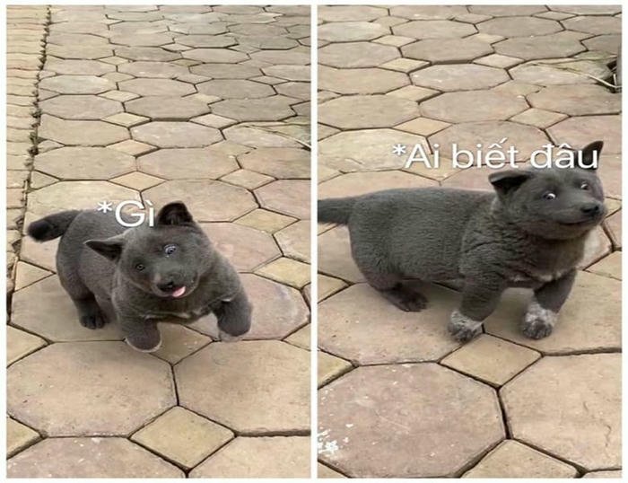 Hình ảnh memeai biết gì đâu biểu cảm tấu hài