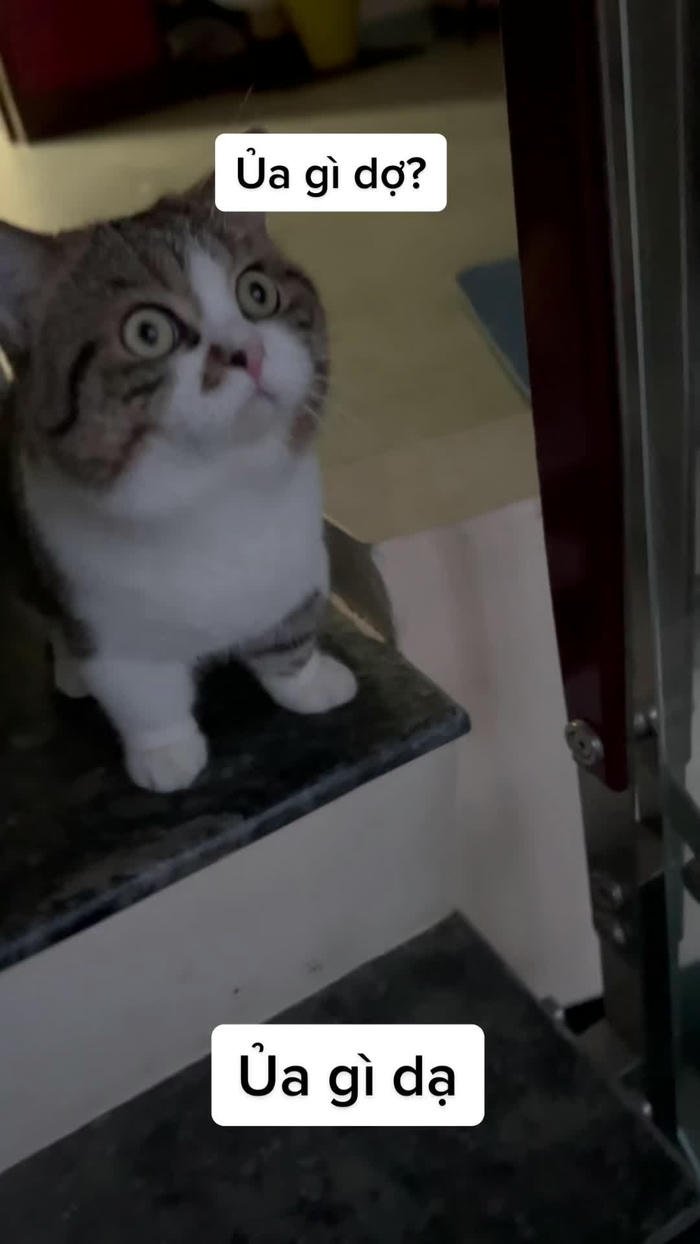 Meme ai biết gì đâu biểu cảm ngạc nhiên