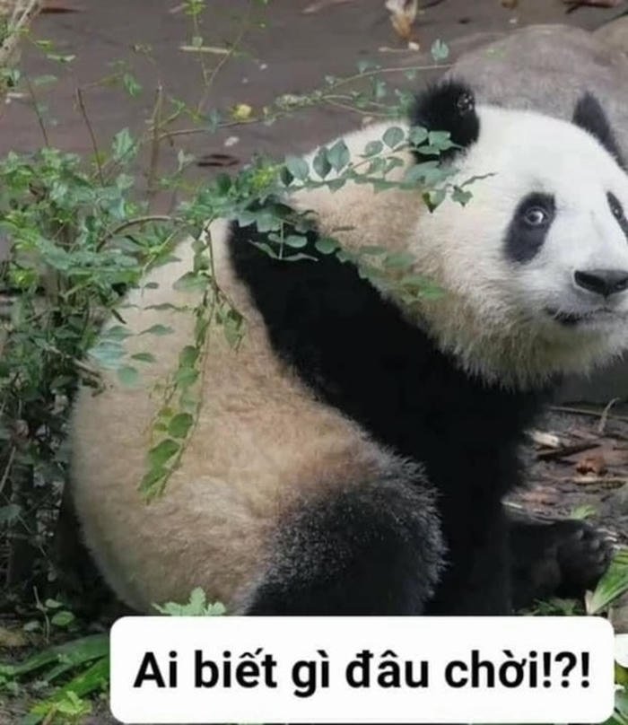 Meme ai biết gì đâu con gấu trúc trông vô tội