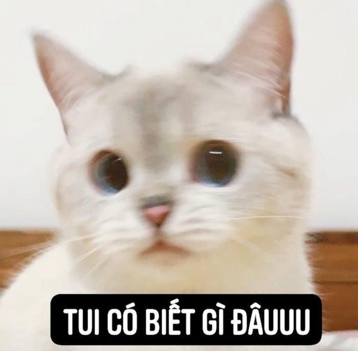 Meme ai biết gì đâu thái độ bất cần