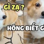 Meme ai biết gì đâu vẻ mặt lơ ngơ