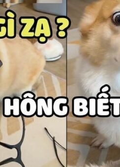 Top 110+ ai biết gì đâu meme hài hước để đi comment dạo - Homepage featured post