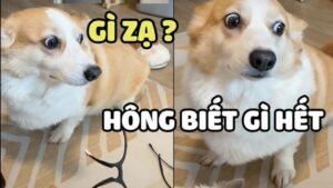 Meme ai biết gì đâu vẻ mặt lơ ngơ