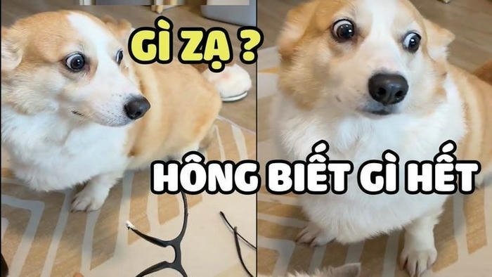 Meme ai biết gì đâu vẻ mặt lơ ngơ