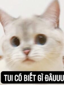 Top 110+ ai biết gì đâu meme hài hước để đi comment dạo