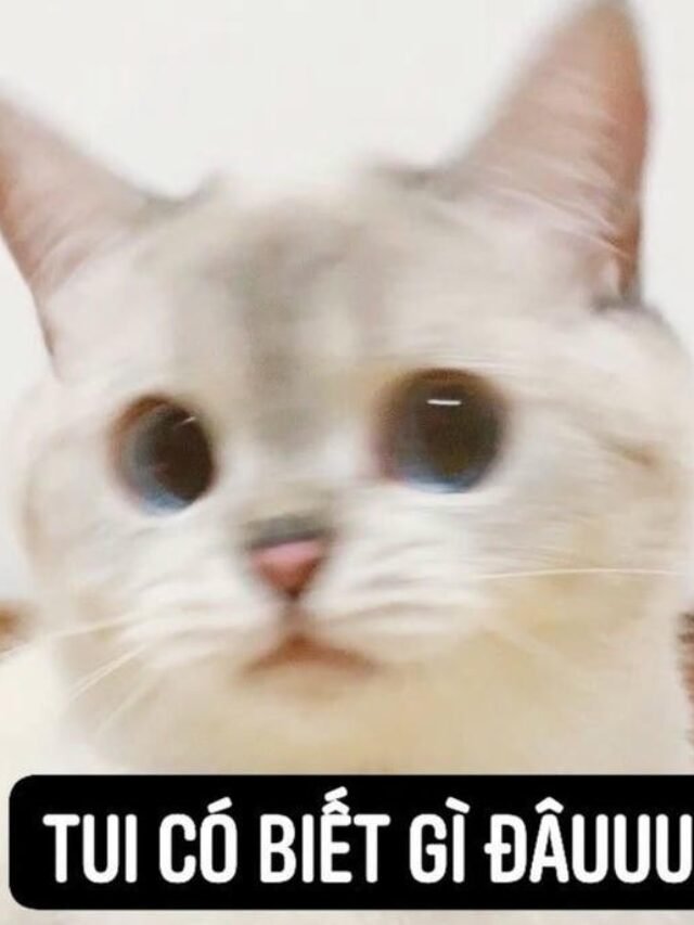 Top 110+ ai biết gì đâu meme hài hước để đi comment dạo