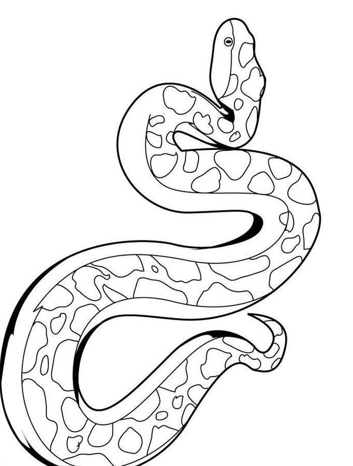 hình ảnh con rắn tranh tô màu đẹp mắt
