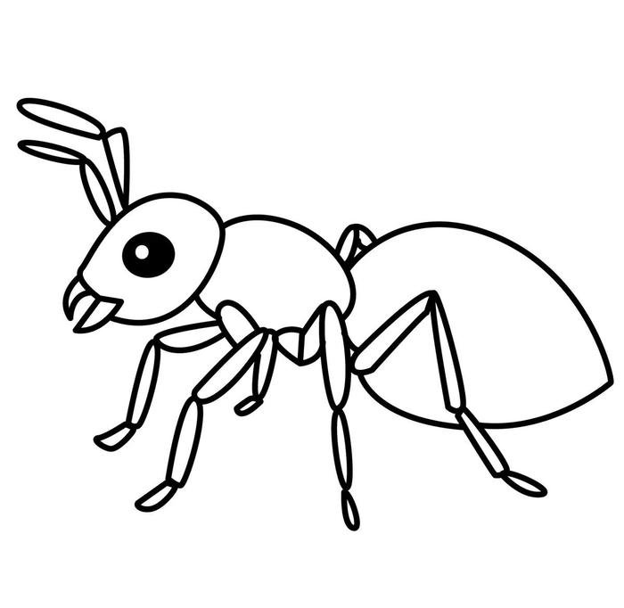 hình tô màu con kiến học tập