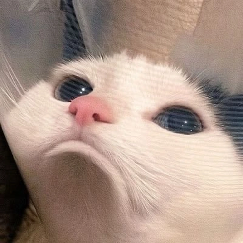 Meme tủi thân thể hiện cảm xúc hụt hẫng quen thuộc